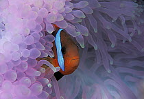 Black Anemonefish (Amphiprion melanopus) in bleached sea anemone, Great Barrier Reef, Australia