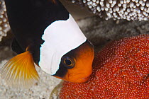 Saddleback Anemonefish (Amphiprion polymnus) aerating eggs, Anilao, Philippines