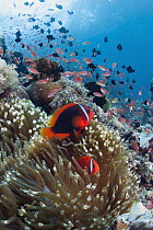 Tomato Clownfish (Amphiprion frenatus) pair in sea anemone, Philippines