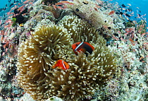 Tomato Clownfish (Amphiprion frenatus) pair in sea anemone, Philippines