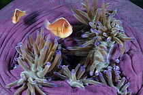 Pink Anemonefish (Amphiprion perideraion) pair in sea anemone, Great Barrier Reef, Australia
