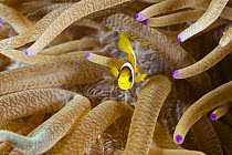 Clark's Anemonefish (Amphiprion clarkii) juvenile in sea anemone, Great Barrier Reef, Australia
