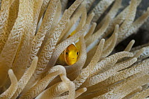 Clark's Anemonefish (Amphiprion clarkii) juvenile in sea anemone, Papua New Guinea