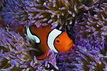 Blackfinned Clownfish (Amphiprion percula) in sea anemone, Great Barrier Reef, Australia