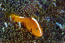 Golden Anemonefish (Amphiprion sandaracinos) in sea anemone, Milne Bay, Papua New Guinea