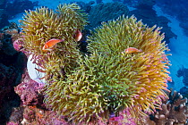 Pink Anemonefish (Amphiprion perideraion) trio in sea anemone, Christmas Island, Australia