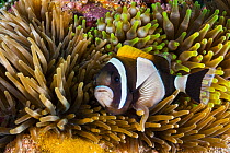 Dusky Anemonefish (Amphiprion latezonatus) with eggs in sea anemone, Solitary Islands Marine Park, New South Wales, Australia