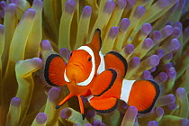 Clown Anemonefish (Amphiprion ocellaris) in sea anemone, Australia