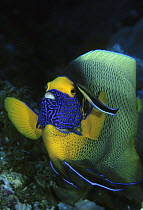 Blue-streaked Cleaner Wrasse (Labroides dimidiatus) cleaning Scribble-faced Angelfish (Pomacanthus xanthometopon), Great Barrier Reef, Australia