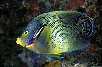 Blue-streaked Cleaner Wrasse (Labroides dimidiatus) cleaning gills of Semicircle Angelfish (Pomacanthus semicirculatus), Great Barrier Reef, Australia