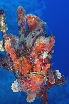 Commerson's Frogfish (Antennarius commersonii), Anilao, Philippines