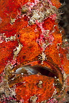 Commerson's Frogfish (Antennarius commersonii), Anilao, Philippines