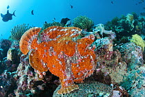 Commerson's Frogfish (Antennarius commersonii) in reef, Anilao, Philippines