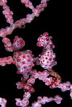 Pygmy Seahorse (Hippocampus bargibanti) pair camouflaged on coral, Bali, Indonesia