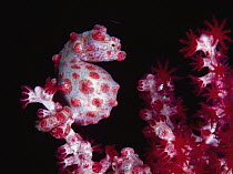 Pygmy Seahorse (Hippocampus bargibanti) camouflaged on coral, Bali, Indonesia