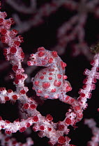Pygmy Seahorse (Hippocampus bargibanti) camouflaged on coral, Indo-Pacific