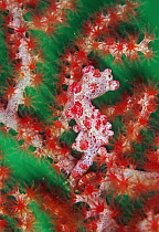 Pygmy Seahorse (Hippocampus bargibanti) camouflaged on coral, Great Barrier Reef, Australia