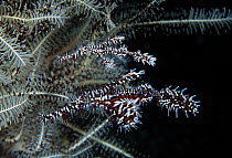 Harlequin Ghost Pipefish (Solenostomus paradoxus) male and female sheltering by featherstar, Great Barrier Reef, Australia