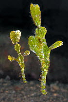 Ghost Pipefish (Solenostomus sp) male and female, Anilao, Philippines