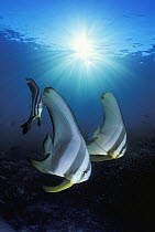 Longfin Batfish (Platax teira) trio, Great Barrier Reef, Australia