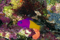 Royal Dottyback (Pseudochromis paccagnellae), Great Barrier Reef, Australia