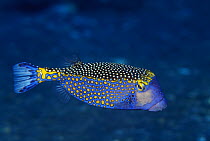 Spotted Boxfish (Ostracion meleagris) male, Great Barrier Reef, Australia