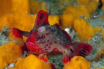 Red Handfish (Brachionichthys politus), Tasmania, Australia