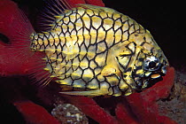 Pineapple Fish (Cleidopus gloriamaris), Nelson Bay, New South Wales, Australia