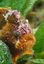 Prickly Frogfish (Echinophryne crassispina), Port Phillip Bay, Mornington Peninsula, Victoria, Australia