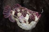 Tasselled Frogfish (Rhycherus filamentosus) showing lure, Port Phillip Bay, Mornington Peninsula, Victoria, Australia