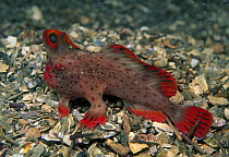 Red Handfish (Brachionichthys politus), Tasmania, Australia