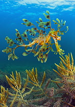 Leafy Sea Dragon (Phycodurus eques), Yorke Peninsula, South Australia, Australia