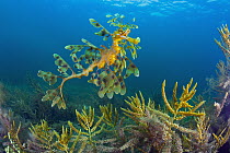 Leafy Sea Dragon (Phycodurus eques), Yorke Peninsula, South Australia, Australia