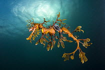 Leafy Sea Dragon (Phycodurus eques) with parasitic Isopod (Creniola laticauda), Yorke Peninsula, South Australia, Australia