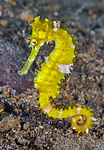 Thorny Seahorse (Hippocampus histrix), Great Barrier Reef, Australia