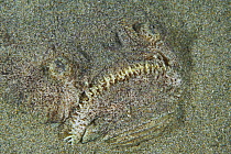 Stargazer (Kathetostoma laeve) buried in sand, Port Phillip Bay, Mornington Peninsula, Victoria, Australia