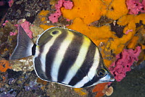 Six-banded Coralfish (Tilodon sexfasciatus), Edithburgh, Yorke Peninsula, South Australia, Australia