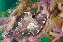 Gunn's Leatherjacket (Eubalichthys gunnii) juvenile, Edithburgh, Yorke Peninsula, South Australia, Australia