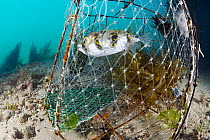 Porcupinefish (Diodon nicthemerus) in fish trap, Port Phillip Bay, Mornington Peninsula, Victoria, Australia