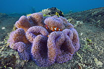Blackfinned Clownfish (Amphiprion percula) trio in Sea Anemone (Stichodactyla gigantea), Great Barrier Reef, Australia