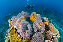 Scuba diver photographing coral reef, Christmas Island, Australia