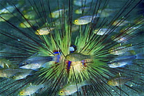 Cardinalfish (Apogonidae) juveniles sheltering amongst Radiant Sea Urchin (Astropyga radiata) spine, Bali, Indonesia