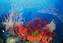 Scuba diver near gorgonian fan coral, sponges, and fish, Indo-Pacific