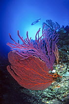 Scuba diver with gorgonian fan coral, Solomon Islands