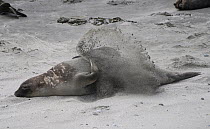 Southern Elephant Seal (Mirounga leonina) female sand bathing, Peninsula Valdez, Argentina