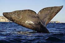 Southern Right Whale (Eubalaena australis) sailing, Peninsula Valdez, Argentina