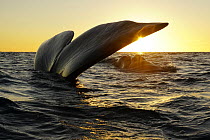 Southern Right Whale (Eubalaena australis) pair sailing and surfacing at sunset, Peninsula Valdez, Argentina