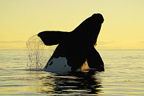 Southern Right Whale (Eubalaena australis) breaching at sunset, Peninsula Valdez, Argentina