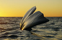 Southern Right Whale (Eubalaena australis) sailing at sunset, Peninsula Valdez, Argentina