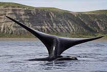 Southern Right Whale (Eubalaena australis) diving, Peninsula Valdez, Argentina